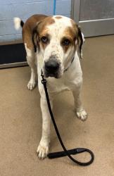 Shelter Stray Male Dog last seen Near Turner Hill Rd, Stonecrest, GA 30038, 30038, GA, 3280 Chamblee Dunwoody Rd, Chamblee, GA 30341, USA