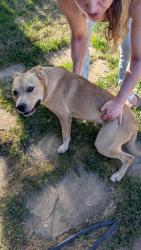 Found/Stray Male Dog last seen Doctors hosp Modesto ca, Modesto, CA 95350