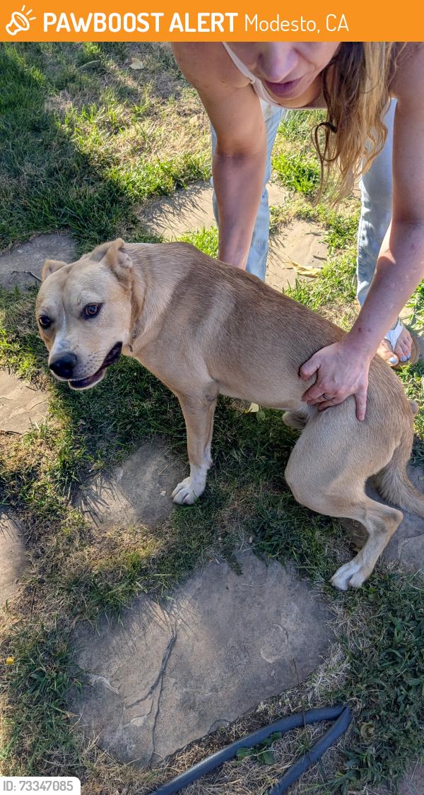 Found/Stray Male Dog last seen Doctors hosp Modesto ca, Modesto, CA 95350