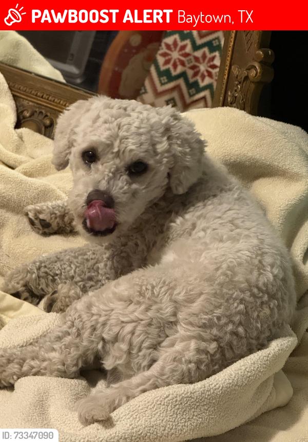Lost Male Dog last seen Near McLean Rd, Baytown, TX 77521