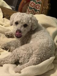 Lost Male Dog last seen Near McLean Rd, Baytown, TX 77521