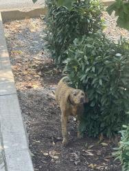 Reunited Unknown Dog last seen Cloudburst drive, Sevierville, TN 37862
