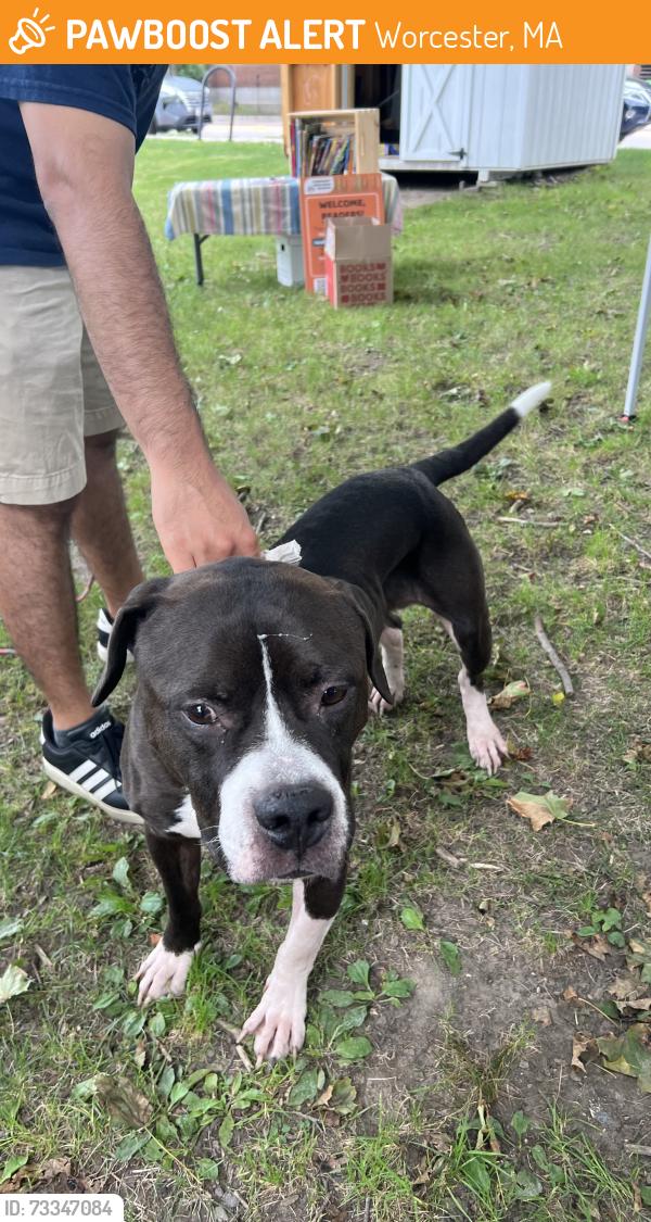 Found/Stray Male Dog last seen University Park, Worcester, MA 01603