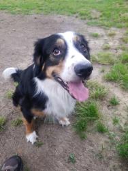 Reunited Male Dog last seen Neshoba and kirby, Memphis, TN 38120