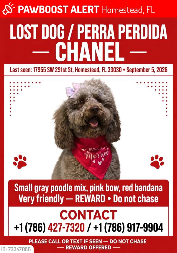 Lost Female Dog last seen Near SW 291st St, hmstd, FL 33030, EE. UU., Homestead, FL 33030