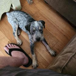 Found/Stray Male Dog last seen May and independence, Oklahoma City, OK 73120