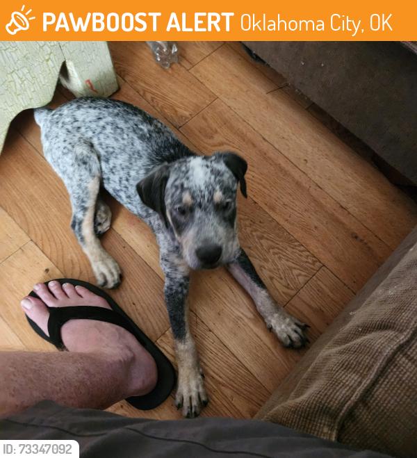Found/Stray Male Dog last seen May and independence, Oklahoma City, OK 73120