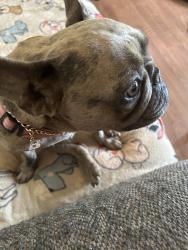 Lost Female Dog last seen Lawsonville & Jewel Rd, Reidsville, NC 27320