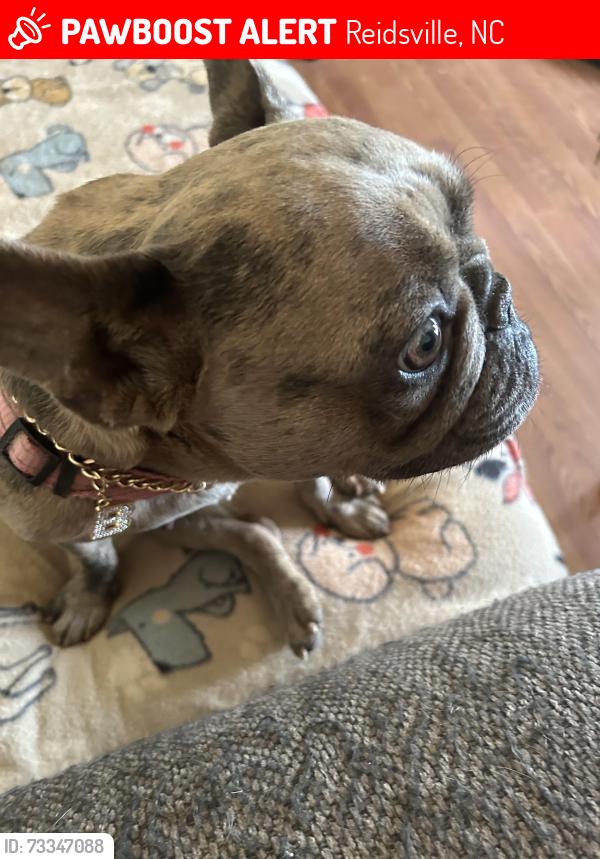 Lost Female Dog last seen Lawsonville & Jewel Rd, Reidsville, NC 27320
