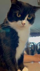 Lost Female Cat last seen Deauville avenue SE Palm BAY, Palm Bay, FL 32909