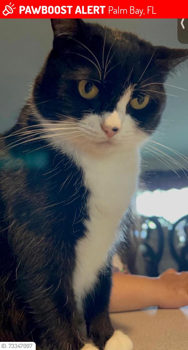 Lost Female Cat last seen Deauville avenue SE Palm BAY, Palm Bay, FL 32909