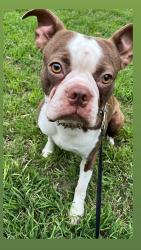 Reunited Male Dog last seen Congress, Austin, TX 78744