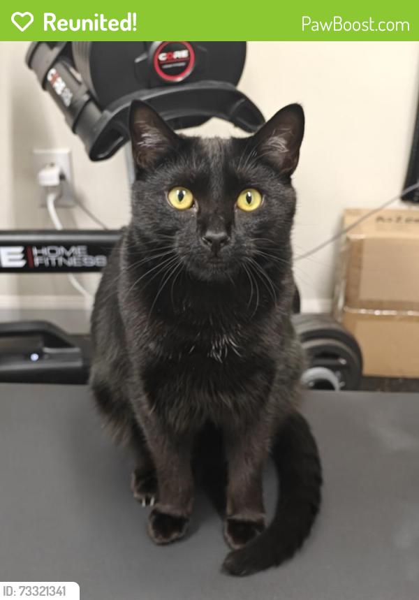 Reunited Male Cat last seen Ivy Ln. and Lane Dr., Cary, NC 27511