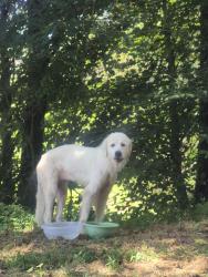 Found/Stray Female Dog last seen Rock Creek Church Rd, Arbor Grove Church Rd. North Wilkesboro, NC,28659, Wilkes County, NC 28659