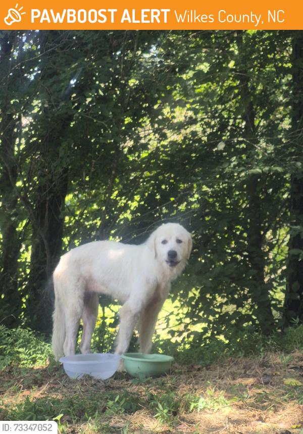 Found/Stray Female Dog last seen Rock Creek Church Rd, Arbor Grove Church Rd. North Wilkesboro, NC,28659, Wilkes County, NC 28659