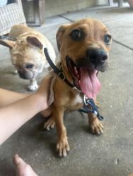 Found/Stray Female Dog last seen University Club of Memphis/ Goodbar Ave., Memphis, TN 38104