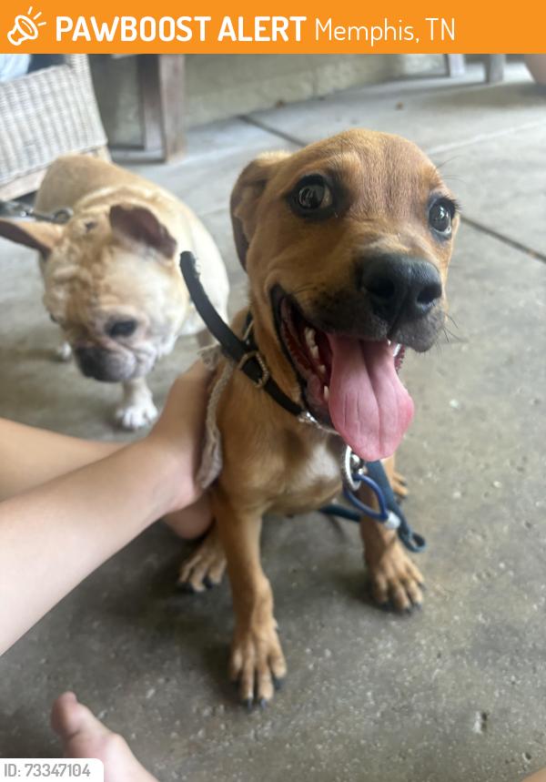 Found/Stray Female Dog last seen University Club of Memphis/ Goodbar Ave., Memphis, TN 38104