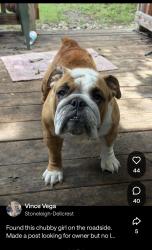 Found/Stray Female Dog last seen Stoneleigh - Dellcrest, San Antonio, TX 78220