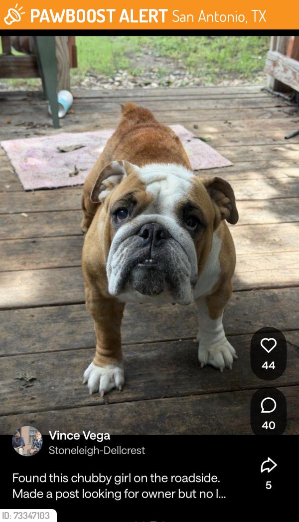 Found/Stray Female Dog last seen Stoneleigh - Dellcrest, San Antonio, TX 78220
