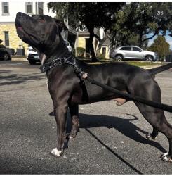 Lost Male Dog last seen Close to Mcdonal, Auburndale, FL 33823