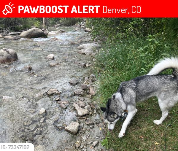 Lost Female Dog last seen South, Holly and Ivanhoe Way near Hampden, Denver, CO 80222