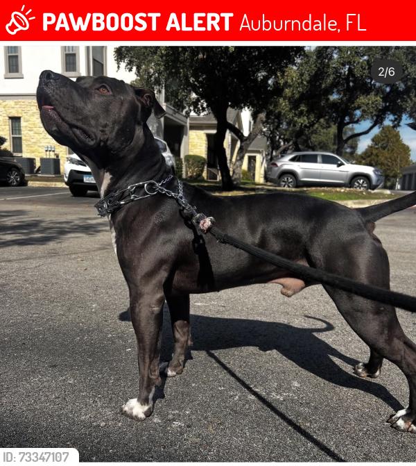 Lost Male Dog last seen Close to Mcdonal, Auburndale, FL 33823
