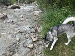Lost Female Dog last seen South, Holly and Ivanhoe Way near Hampden, Denver, CO 80222