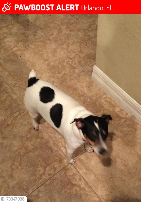 Lost Female Dog last seen Willow ridge loop & fern vista blvd, Orlando, FL 32825