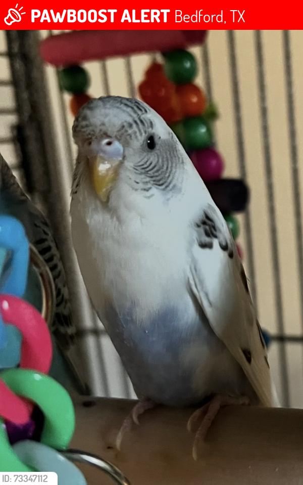 Lost Male Bird last seen Aspenwood Dr (Whisperwood neighborhood), Bedford, TX 76021
