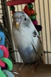 Lost Male Bird last seen Aspenwood Dr (Whisperwood neighborhood), Bedford, TX 76021