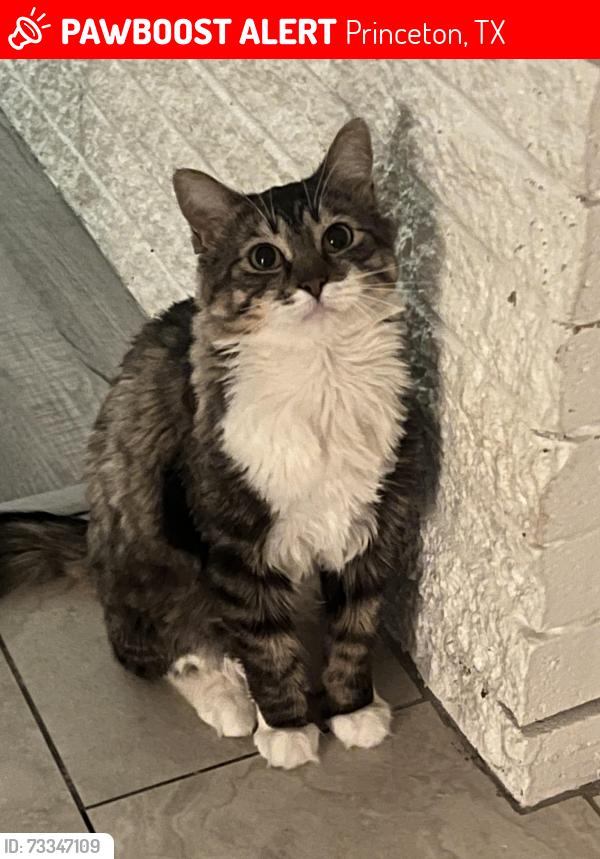Lost Male Cat last seen Near FM 982, Princeton TX, Princeton, TX 75407
