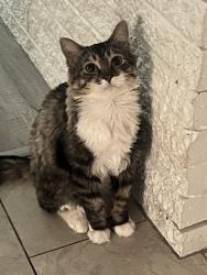 Lost Male Cat last seen Near FM 982, Princeton TX, Princeton, TX 75407