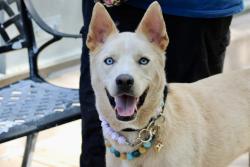 Shelter Stray Male Dog last seen Near Gordon Street, STATEN ISLAND, NY, 10304, 3139 Veterans Rd W, Staten Island, NY 10309, USA