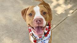 Shelter Stray Female Dog last seen Northfield Court, STATEN ISLAND, NY, 10303, 3139 Veterans Rd W, Staten Island, NY 10309, USA