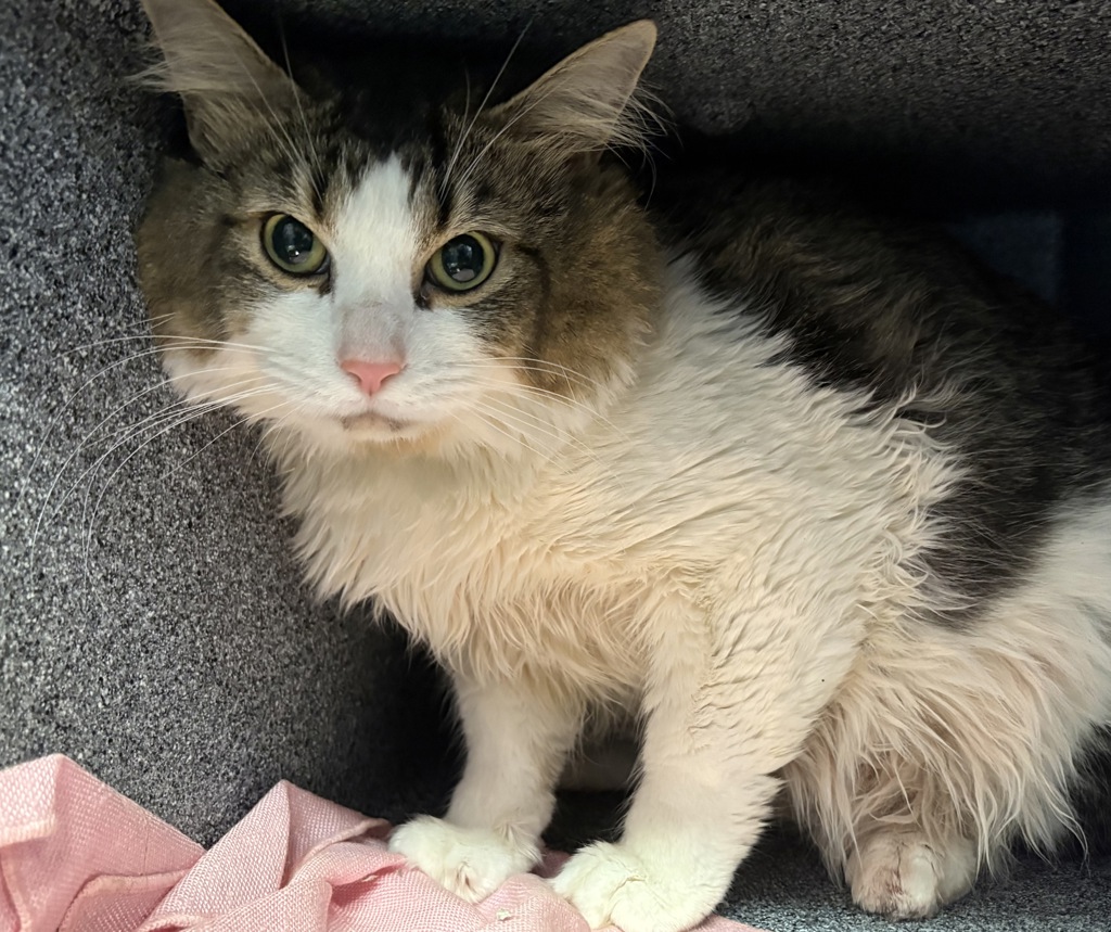 Shelter Stray Male Cat last seen Near Netherland Avenue, BRONX, NY, 10471, 326 E 110th St, New York, NY 10029, USA
