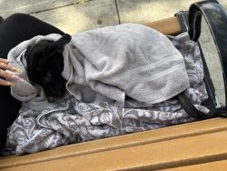 Shelter Stray Female Dog last seen Decatur Avenue, BRONX, NY, 10458, 326 E 110th St, New York, NY 10029, USA