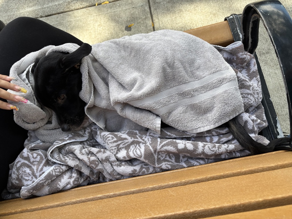 Shelter Stray Female Dog last seen Decatur Avenue, BRONX, NY, 10458, 326 E 110th St, New York, NY 10029, USA