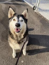 Shelter Stray Female Dog last seen Balboa Avenue, San Diego, CA, 92123, 5500 Gaines St, San Diego, CA 92110, USA