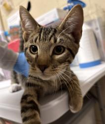 Shelter Stray Male Cat last seen SE 127th and Burnside, OR, 1700 W Historic Columbia River Hwy, Troutdale, OR 97060, USA