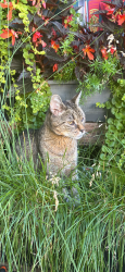 Lost Male Cat last seen 13th and Tasker, Philadelphia, PA 19148