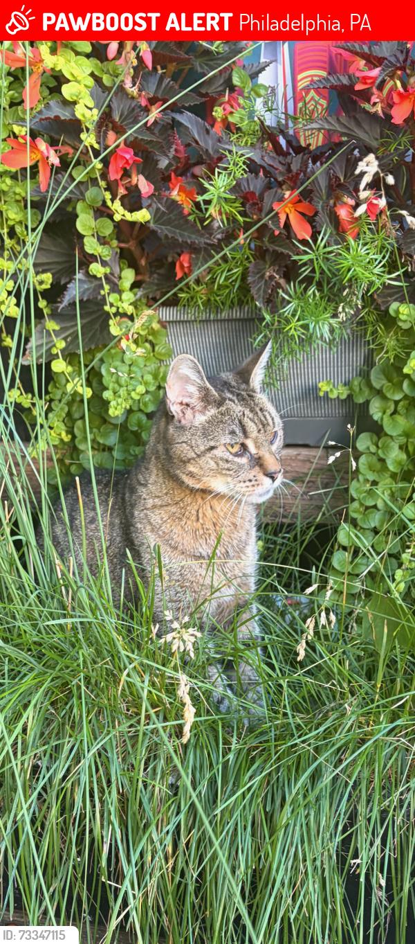 Lost Male Cat last seen 13th and Tasker, Philadelphia, PA 19148