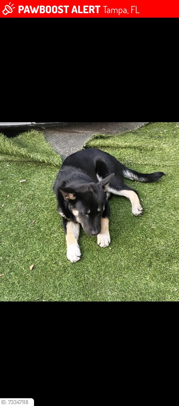 Lost Female Dog last seen N nebraska ave, Tampa, FL 33612