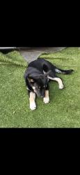 Lost Female Dog last seen N nebraska ave, Tampa, FL 33612