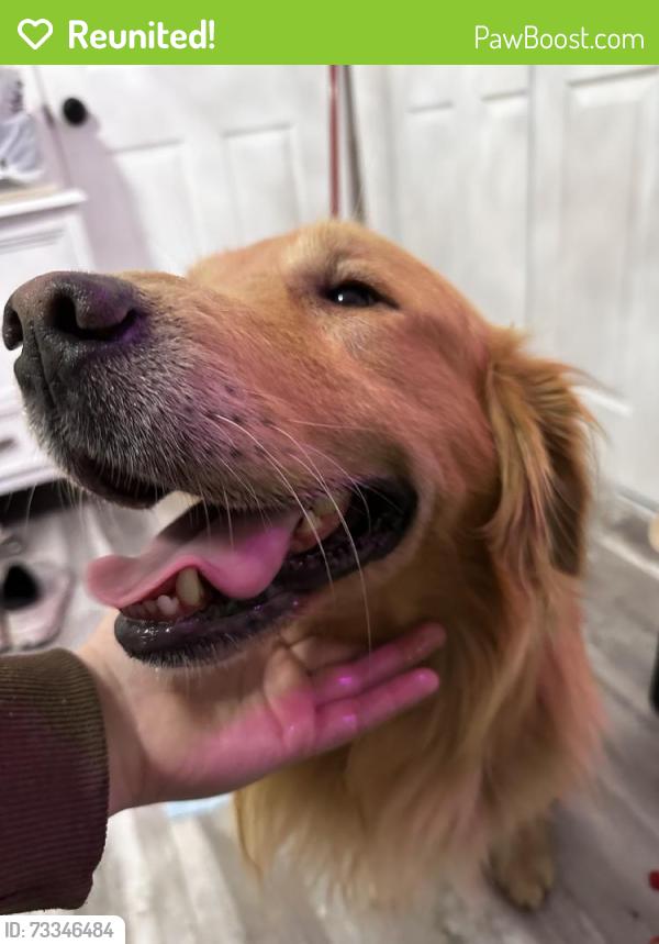 Reunited Male Dog last seen Near Karen Ln, Riverside, CA 92509, USA, Riverside, CA 92509