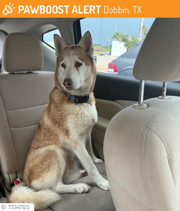 Found/Stray Female Dog last seen Hwy 105 & FM 1486, Dobbin, TX 77316