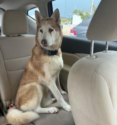 Found/Stray Female Dog last seen Hwy 105 & FM 1486, Dobbin, TX 77316