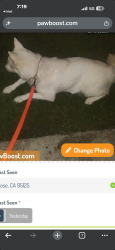Lost Male Cat last seen Lester ct, San Jose, CA 95126