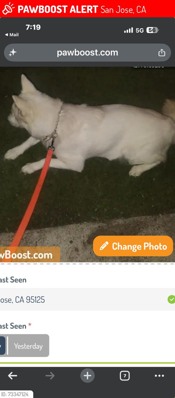 Lost Male Cat last seen Lester ct, San Jose, CA 95126