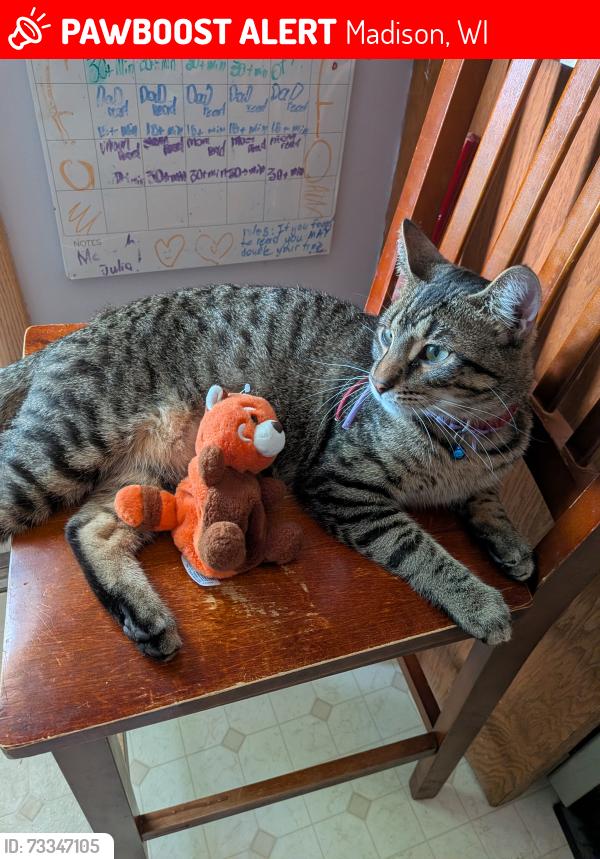 Lost Male Cat last seen Hummingbird Lane, Madison, WI 53714