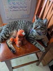 Lost Male Cat last seen Hummingbird Lane, Madison, WI 53714